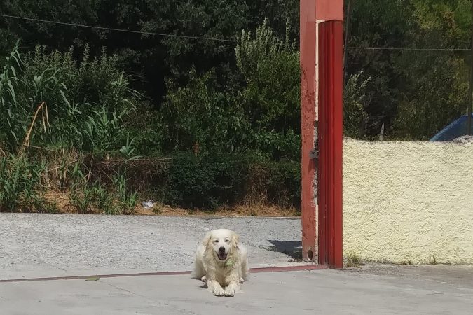 Un cane durante la sosta a un bar