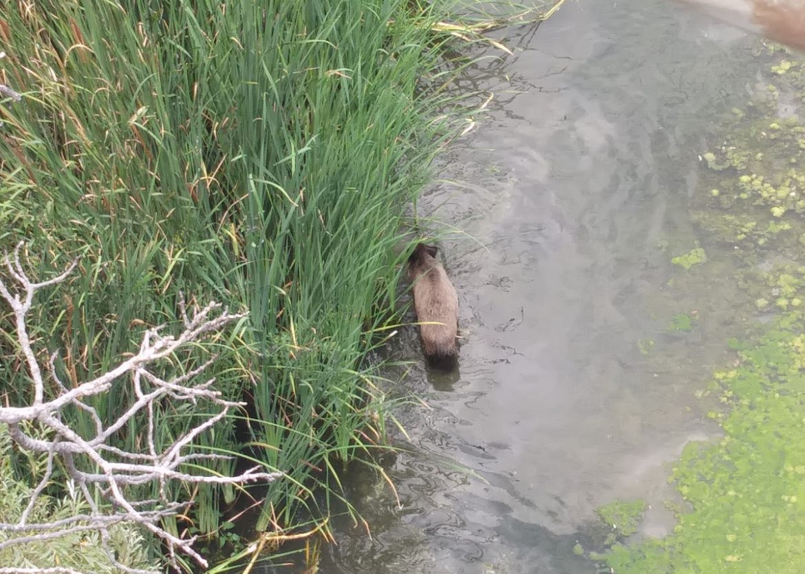 Un cinghiale intento a mangiare nel letto di un fiume dopo Latronico