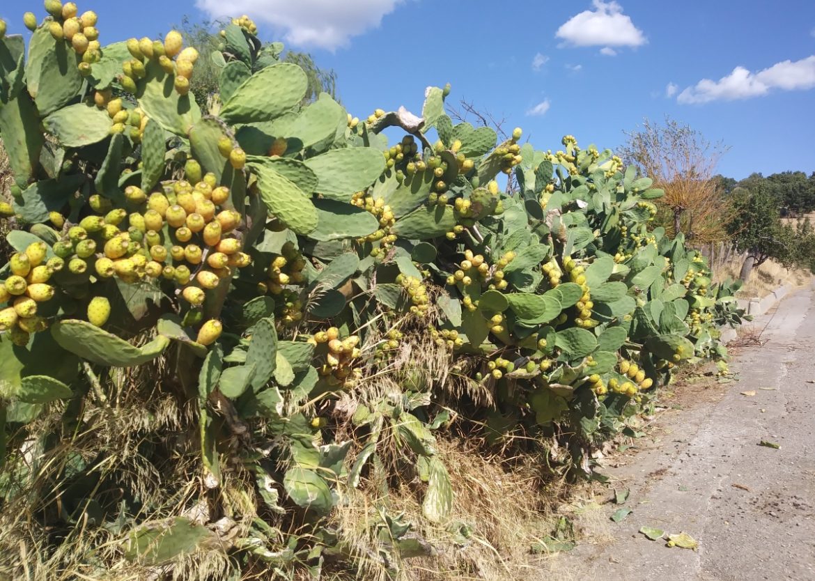Fichi a bordo strada in Basilicata