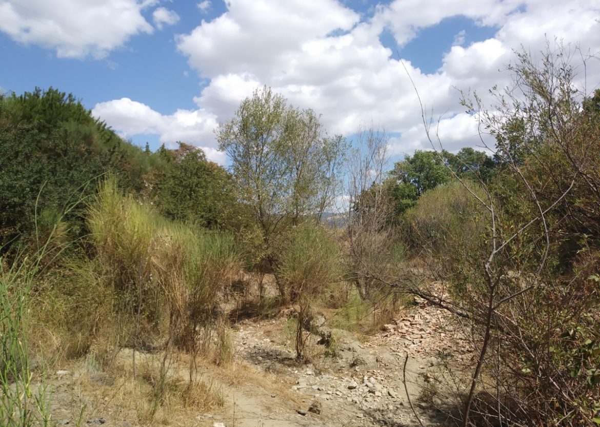 Scorcio di un bosco dopo Senise