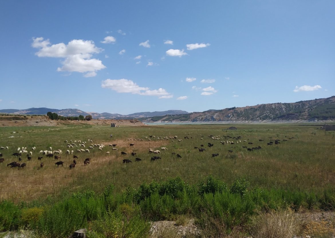 Un pascolo nel verde del Lago di Monte Cotugno