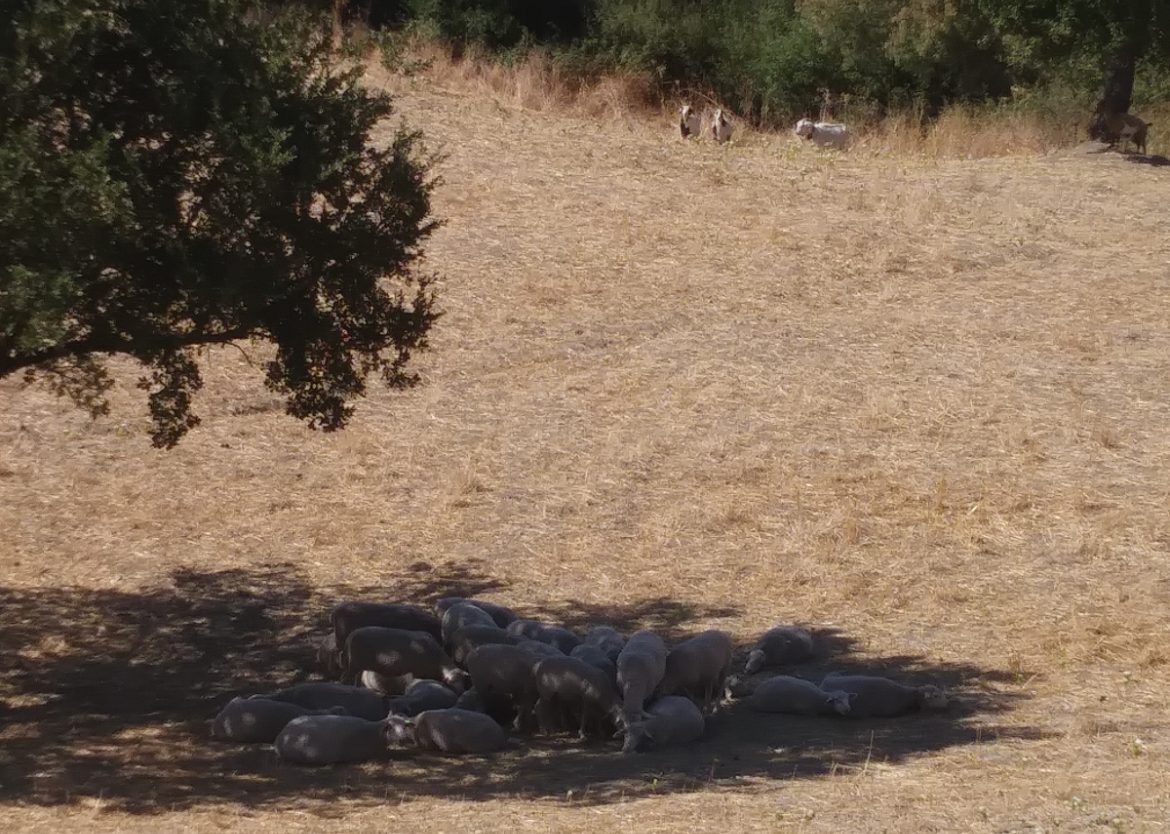 Un pascolo di pecore al riposo sotto l'ombra di un albero