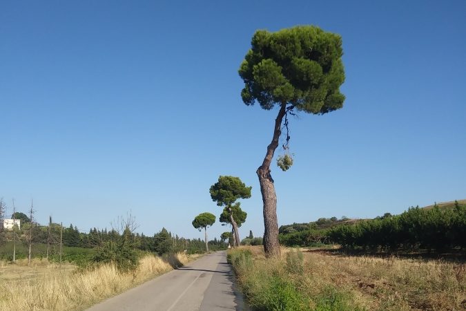 La strada di arrivo a Policoro